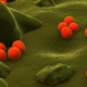 Illustration for article titled Worse Than AIDS Gonorrhea Strain Is Not, in Fact, Worse Than AIDS